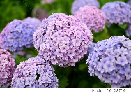 もりやま芦刈園 104287194