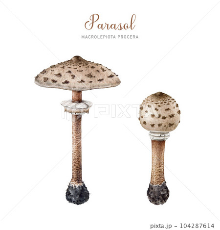 Parasol mushroom painted set. Watercolor illustration. Hand drawn macrolepiota procera fungus on white background. Vintage style parasol forest edible mushroom element collection. White background Parasol mushroom painted set. Watercolor illustration. Hand drawn macrolepiota procera fungus on white background. Vintage style parasol forest edible mushroom element collection. White background 104287614