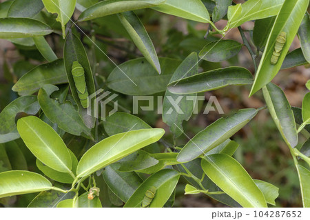 柑橘類の葉にアゲハチョウの緑色の幼虫 104287652