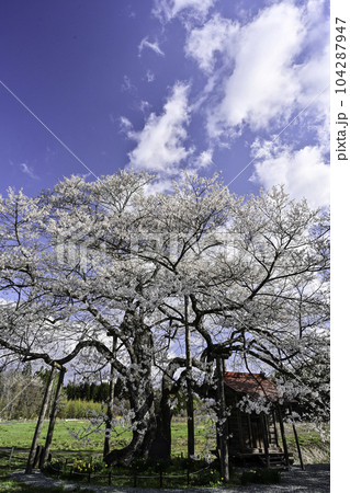 満開の桜が美しい七ツ田の弘法桜 満開の桜が美しい七ツ田の弘法桜 104287947
