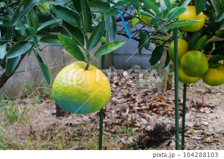 黄色く色づき始めた柑橘類の実	 104288103