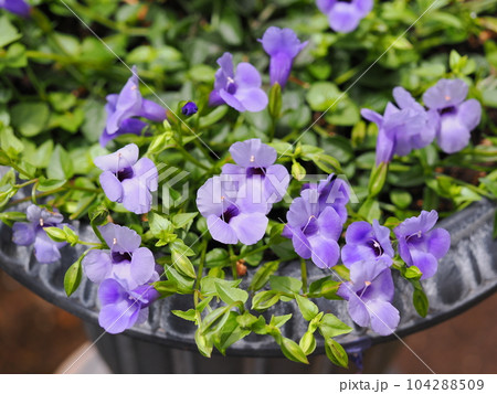 プランターに植えたスーパートレニア プランターに植えたスーパートレニア 104288509