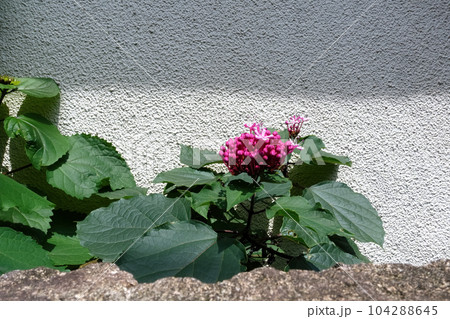 美しく咲くボタンクサギ 104288645
