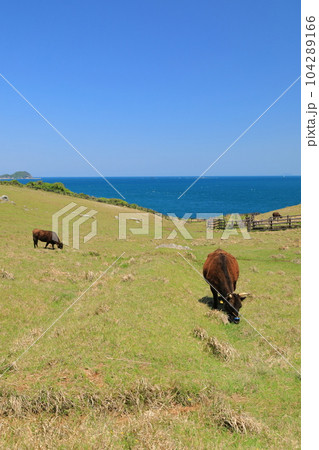 青く美しい玄界灘を背景にした加部島杉の原放牧場で草を食む牛たちの眺め 青く美しい玄界灘を背景にした加部島杉の原放牧場で草を食む牛たちの眺め 104289166