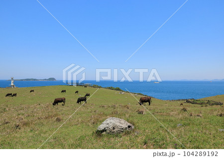 青く美しい玄界灘に面した加部島杉の原放牧場の風景 104289192