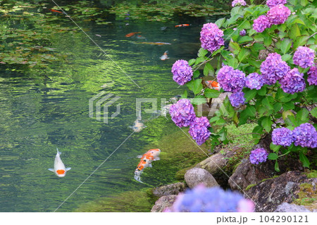 三光寺の紫陽花 104290121