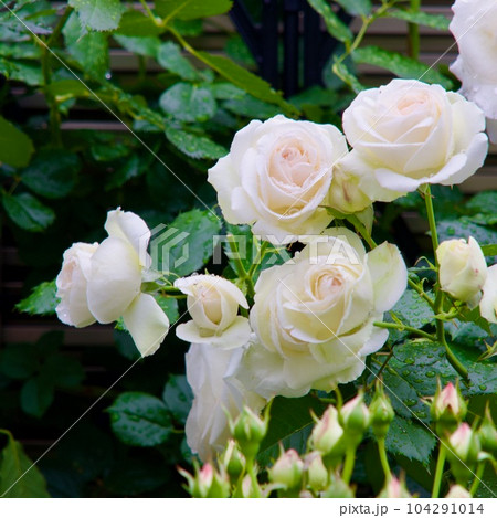 ブラン・ピエール・ドゥ・ロンサール 104291014