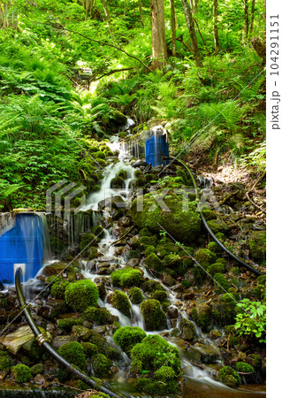 白神山地 きれいな横倉の湧水 秋田県藤里町 白神山地 きれいな横倉の湧水 秋田県藤里町 104291151