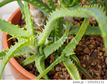 株元から増殖する鉢植えのアロエ 104291232