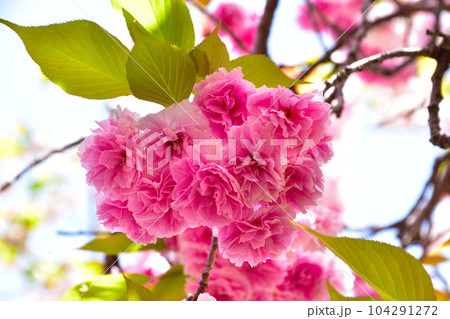 八重桜　普賢象　大阪造幣局にて 104291272