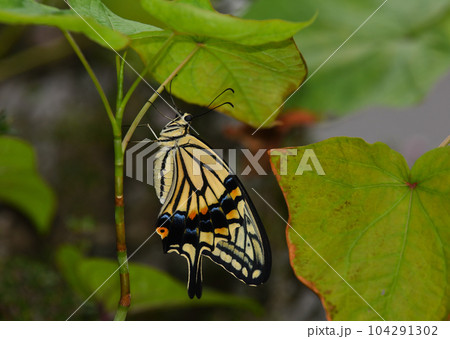 そばの葉の下で休んでいるアゲハチョウ 104291302