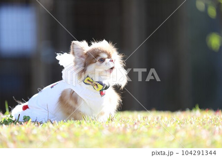 遠くに向って喋る！歌う！遠吠えするチワワ 104291344