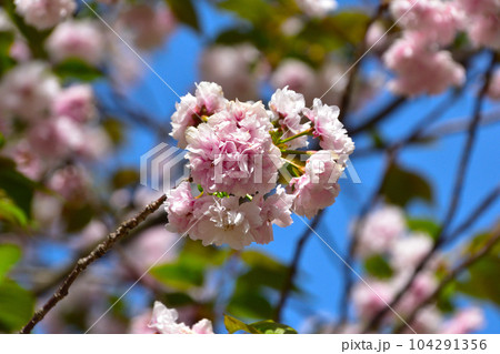 八重桜 箒桜 大阪造幣局にて 八重桜 箒桜 大阪造幣局にて 104291356