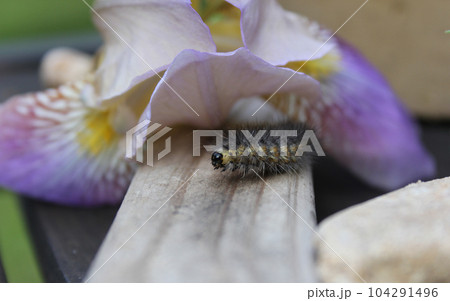 Fuzzy Caterpillar on Wooden Fence With Purple Flowers in Background. Rural East Texas Fuzzy Caterpillar on Wooden Fence With Purple Flowers in Background. Rural East Texas 104291496