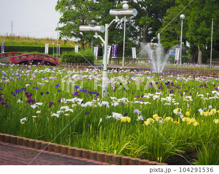 しょうぶ園全景 104291536