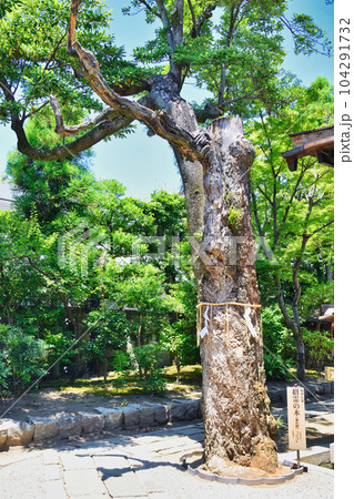 大将軍八神社　招霊の木（京都市上京区） 104291732