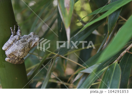 Gray Tree Frog in Bamboo Forest Ready to Jump Gray Tree Frog in Bamboo Forest Ready to Jump 104291853