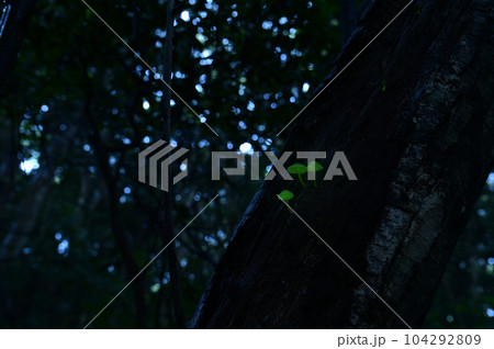 日本のある地域に生息するシイノトモシビダケ。森の妖精とも呼ばれ緑色に神秘的に光るキノコ。撮影許可済 104292809