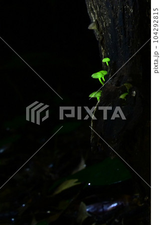 日本のある地域に生息するシイノトモシビダケ。森の妖精とも呼ばれ緑色に神秘的に光るキノコ。撮影許可済 104292815