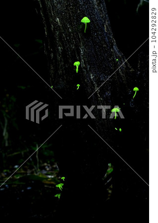 日本のある地域に生息するシイノトモシビダケ。森の妖精とも呼ばれ緑色に神秘的に光るキノコ。撮影許可済 104292829