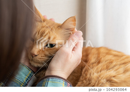 猫を撫でる 茶トラ猫 猫を撫でる 茶トラ猫 104293064