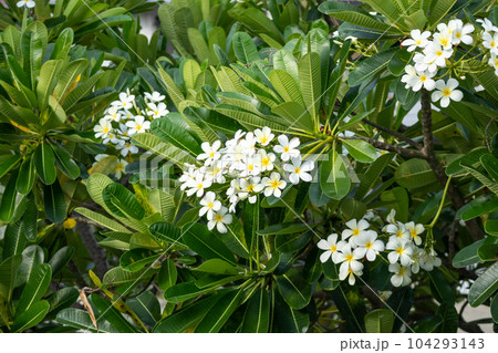 White Frangipani flower Plumeria alba with green leaves 104293143