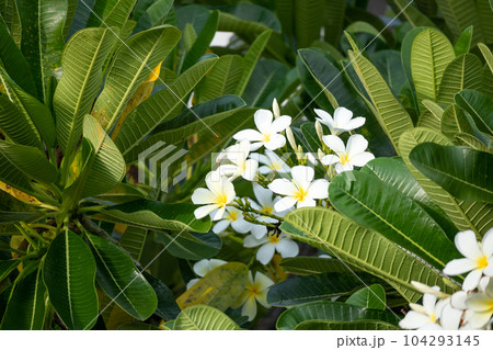 White Frangipani flower Plumeria alba with green leaves 104293145