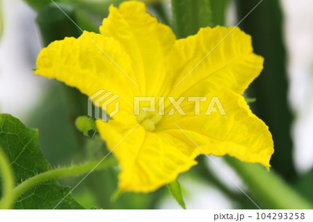 きゅうりの花 きゅうりの花 104293258