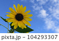 満開のひまわりと青空、元気パワーがでる真夏の向日葵、日本、 104293307