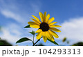 満開のひまわりと青空、元気パワーがでる真夏の向日葵、日本、 104293313