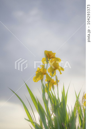 朝焼けの中の菖蒲 104293373