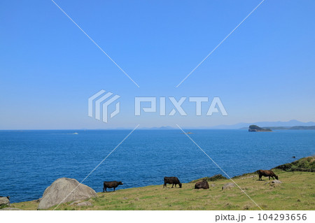 沖合に七ツ釜を望む加部島杉の原放牧場ののどかな放牧風景 沖合に七ツ釜を望む加部島杉の原放牧場ののどかな放牧風景 104293656