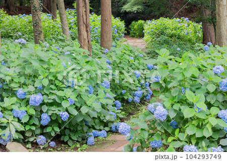 茨城県下妻市　大宝八幡宮の紫陽花 104293749