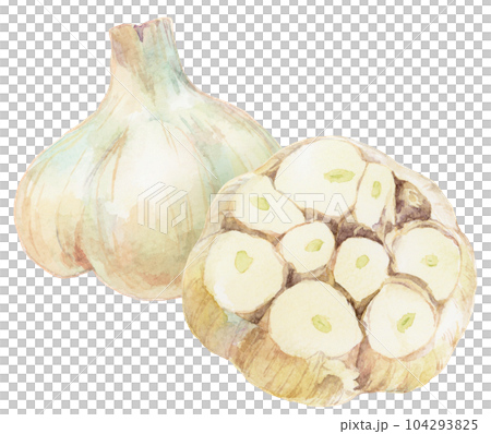 水彩插圖整個大蒜和切片大蒜 104293825