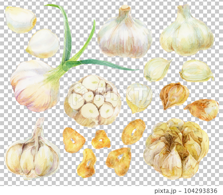 Various garlic watercolor illustrations Material collection Raw garlic and cooked garlic Various garlic watercolor illustrations Material collection Raw garlic and cooked garlic 104293836