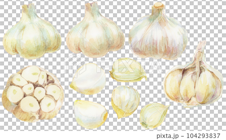 さまざまなニンニクの水彩画イラスト　素材集 104293837