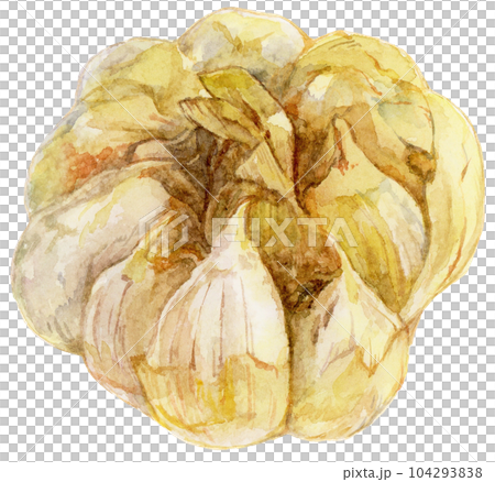 烤大蒜水彩插圖 烤大蒜水彩插圖 104293838
