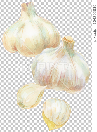 水彩插圖 2 瓣大蒜和垂直排列的大蒜片 水彩插圖 2 瓣大蒜和垂直排列的大蒜片 104293839