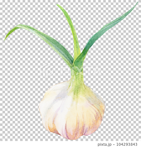Watercolor illustration of garlic with leaves Watercolor illustration of garlic with leaves 104293843
