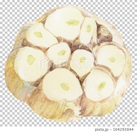 Round sliced garlic watercolor illustration Round sliced garlic watercolor illustration 104293844