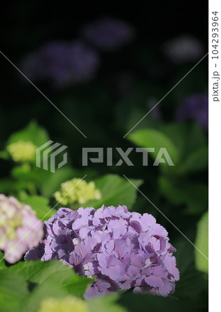 紫陽花 104293964