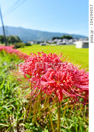 彼岸花が咲く季節の里山　オールドレンズ　秋の里山風景 104294057