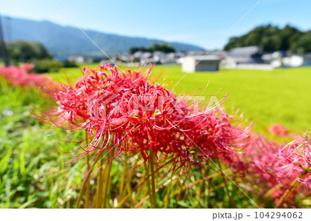 彼岸花が咲く季節の里山　オールドレンズ　秋の里山風景 104294062