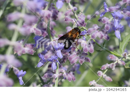 初夏の庭に咲く紫色のラベンダーの花の蜜を吸うハナアブ 104294165