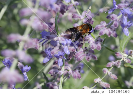 初夏の庭に咲く紫色のラベンダーの花の蜜を吸うハナアブ 初夏の庭に咲く紫色のラベンダーの花の蜜を吸うハナアブ 104294166