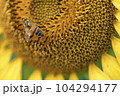 Honey bee collecting pollen from a sunflower on a bright sunny day 104294177