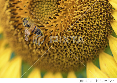Honey bee collecting pollen from a sunflower on a bright sunny day 104294177