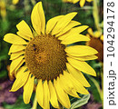 Honey bee collecting pollen from a sunflower on a bright sunny day 104294178