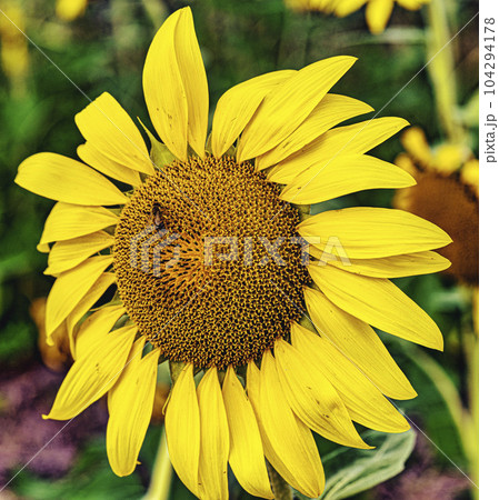 Honey bee collecting pollen from a sunflower on a bright sunny day 104294178