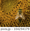 Honey bee collecting pollen from a sunflower on a bright sunny day 104294179